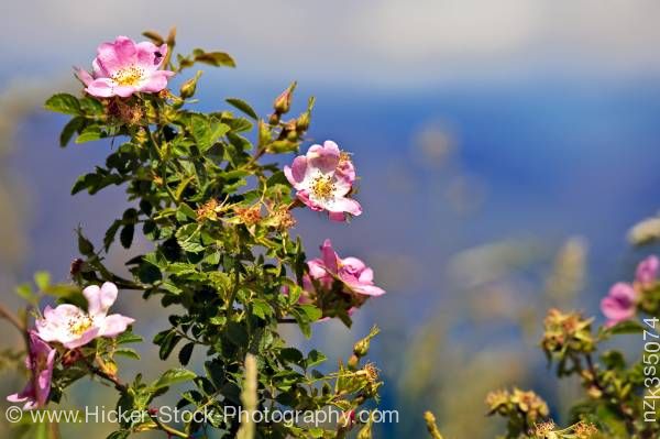 Stock photo of Sweet Briar Rosa rubiginosa Lake Wanaka Central Otago South Island New Zealand