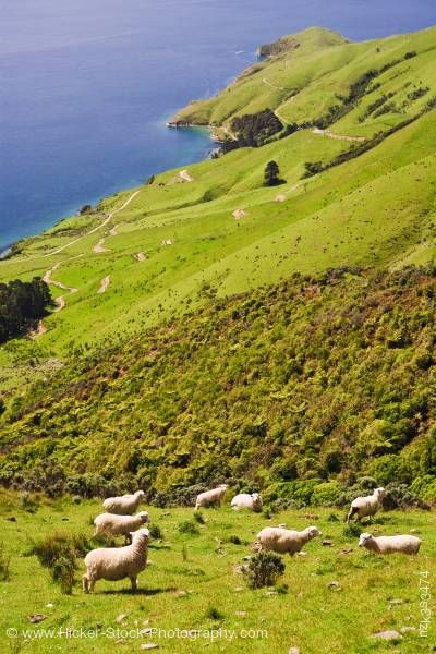 Stock photo of Sheep Hillside view overlooking Titirangi Bay Marlborough South Island New Zealand