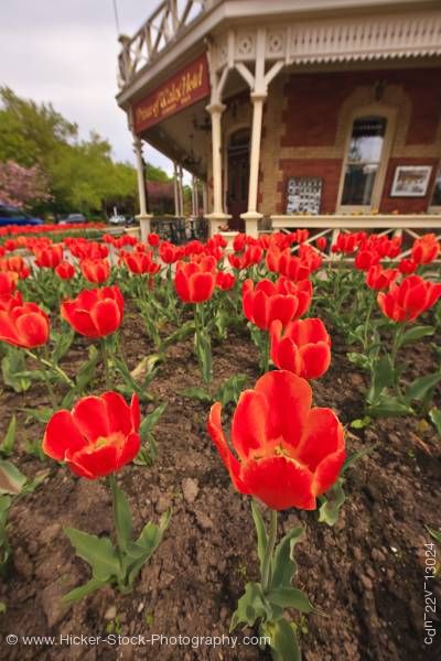Stock photo of Red tulips Prince of Wales Hotel (built in 1864) in the town of Niagara-on-the-Lake Ontario Canada