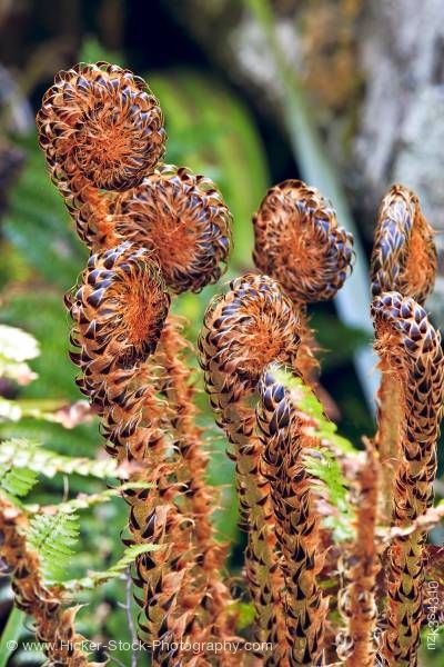Stock photo of Unfurling ferns along Bellbird Walk Lake Rotoiti Nelson Lakes National Park South Island New Zealand